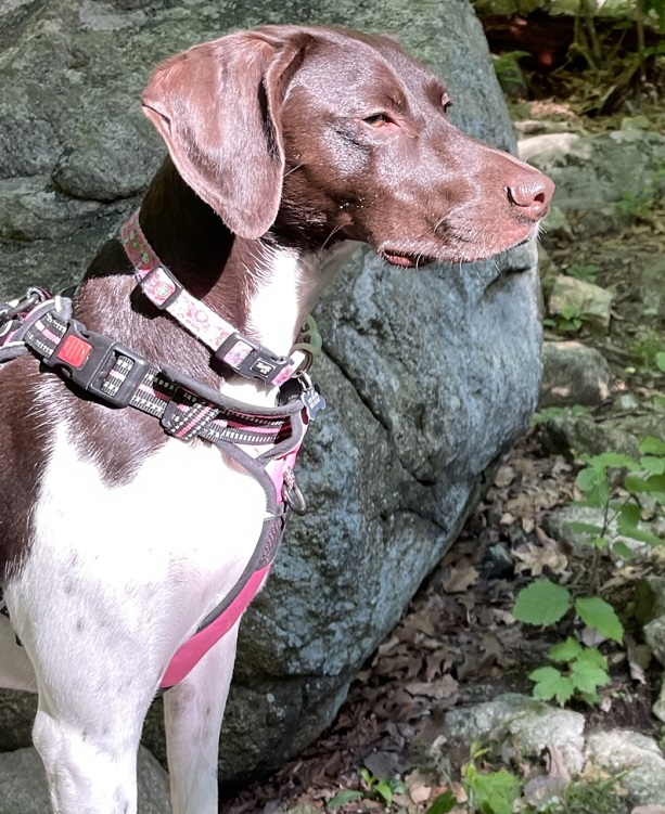 Coco GSP