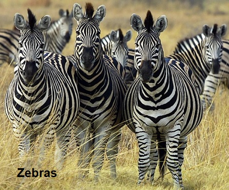 Zebras