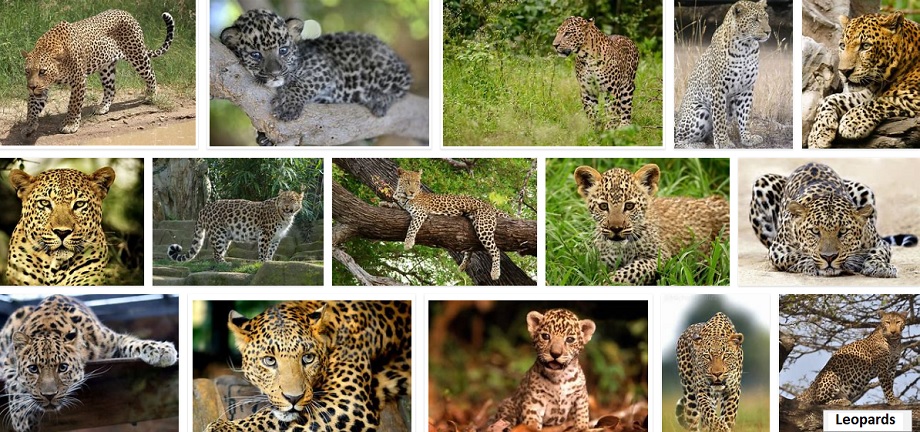 Leopards