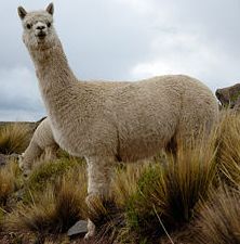 Alpaca fiber Definition : Learn about Alpaca and Alpaca fiber