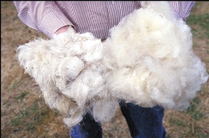 wool