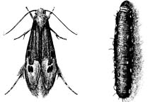 Casemaking Clothes Moth: Adult and Larva