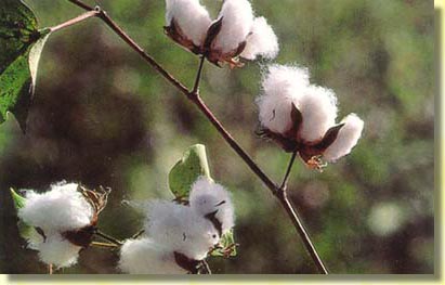 picture of cotton