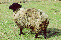 Sheep Wool