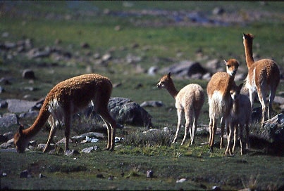 Vicuna