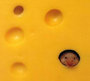 Mouse in Cheese